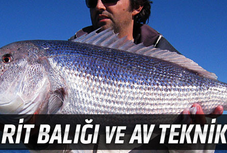 Sinarit Balığı ve Av Teknikleri
