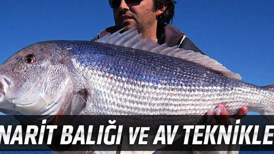 Sinarit Balığı ve Av Teknikleri
