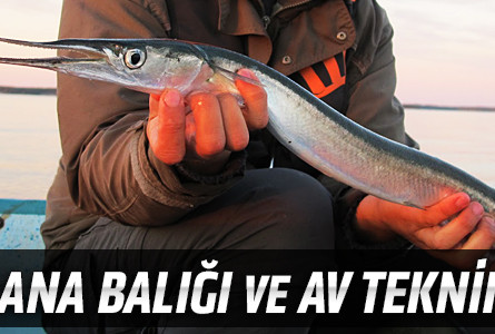 Zargana Balığı ve Av Teknikleri