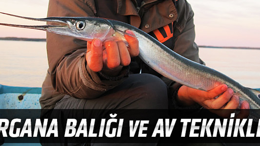 Zargana Balığı ve Av Teknikleri
